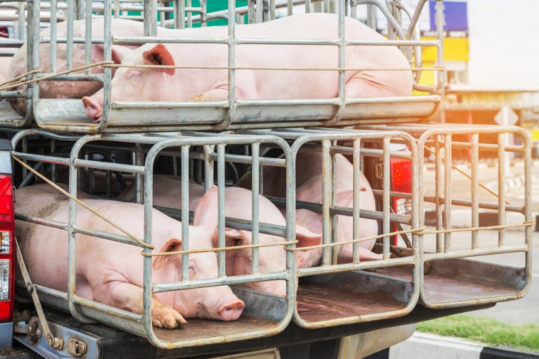 Учёный рассказал о массовом забое свиней в России